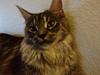 Maine Coon Star