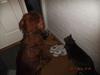 Russian Blue Mis