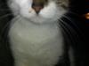 Huskat Mis