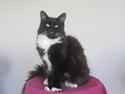 Maine Coon Sorte