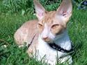Cornish Rex Mary Kate