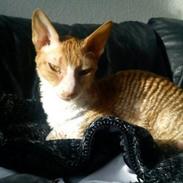 Cornish Rex Mary Kate