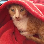 Cornish Rex Mary Kate