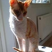 Cornish Rex Mary Kate