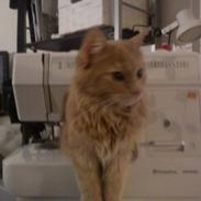 Blanding af racer Nisja