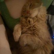 Blanding af racer Nisja