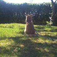 Blanding af racer Nisja