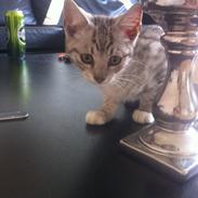 Huskat Seus