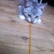 Huskat Seus