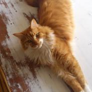 Maine Coon Aslan