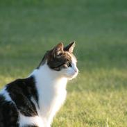 Blanding af racer Bella