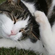 Blanding af racer Bella