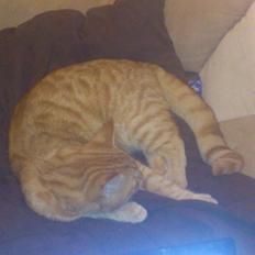 Blanding af racer Tiger