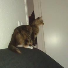 Blanding af racer Mounique