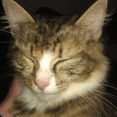 Blanding af racer Mounique