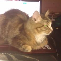 Blanding af racer Mounique