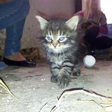 Blanding af racer Anouk