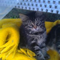 Blanding af racer Anouk