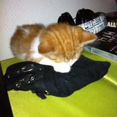 Blanding af racer Mikey