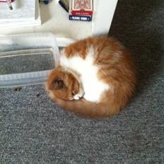 Blanding af racer Mikey