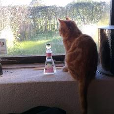 Blanding af racer Kido