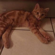 Blanding af racer Kido