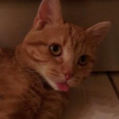 Blanding af racer Kido