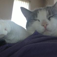 Blanding af racer Misty