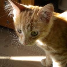 Blanding af racer Tabitha