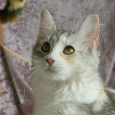 Maine Coon Laurvangs Alisia