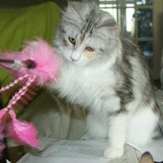 Maine Coon Laurvangs Alisia