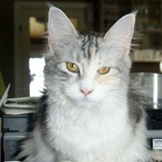 Maine Coon Laurvangs Alisia