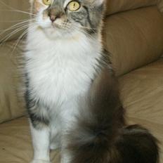 Maine Coon Laurvangs Chili