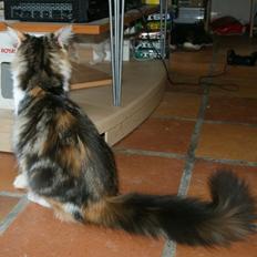 Maine Coon Laurvangs Chili