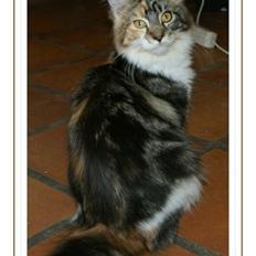 Maine Coon Laurvangs Chili
