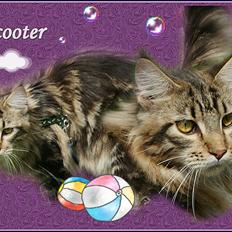 Maine Coon Lykkekatte Scooter