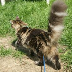 Maine Coon Lykkekatte Scooter