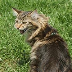 Maine Coon Lykkekatte Scooter