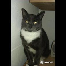 Huskat Dambakken's Freddy