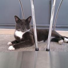 Huskat Dambakken's Freddy