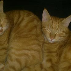 Blanding af racer Tiger