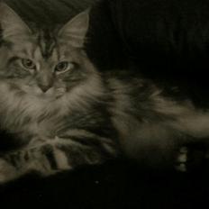 Maine Coon chili
