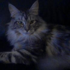 Maine Coon chili