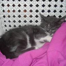 Blanding af racer Sir Bamelot