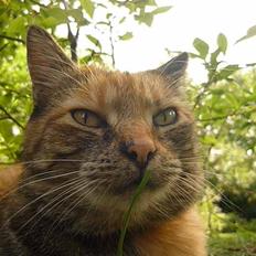 Blanding af racer Melba