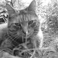 Blanding af racer Melba