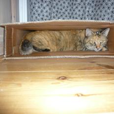 Blanding af racer Melba