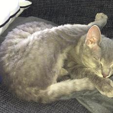 Blanding af racer Yoda