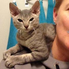 Blanding af racer Yoda