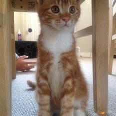 Blanding af racer Vimse (Halv Maine Coon)